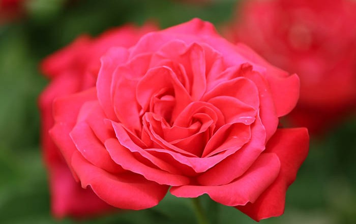 Beautiful Rose- Exploring the Life and Soul of Mary Magdalene