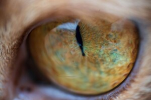 Close up picture of cat eye